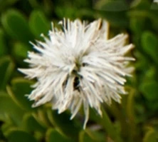 Kulnik sercolistny Alba Globularia Cordifolia 9