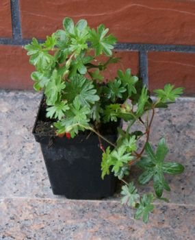 Bodziszek czerwony paskowany Geranium sanguineum var. striatum