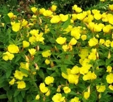 Wiesiołek czworokątny Oenothera tetragona