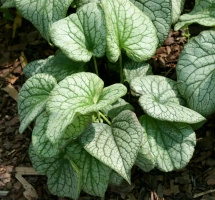 Brunnera wielkolistna Aleksander's Great Brunnera Macrophylla 1l