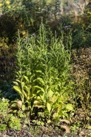 Aster tatarski Jindai Aster tataricus 1l