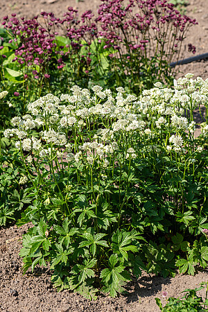 Jarzmianka Astra White Astrantia hybrida 0,5l - 1l