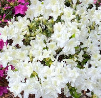 Azalia japońska Schneesturm Azalea japonicum 1l