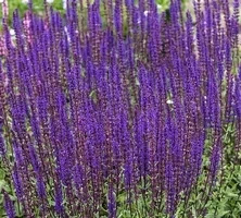 Szałwia omszona Caradonna Salvia nemorosa