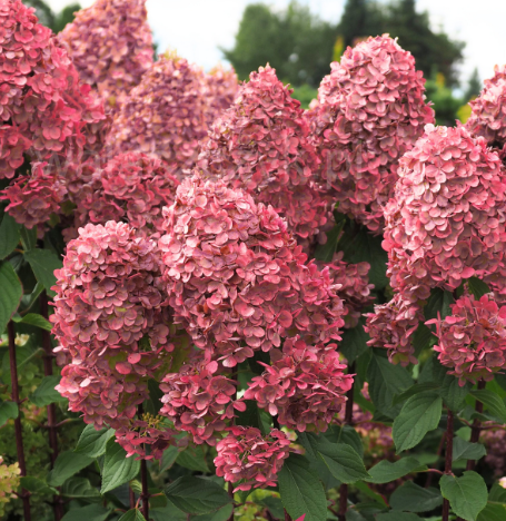 Hortensja bukietowa Queen Mount Rose Hydrangea paniculata 1l