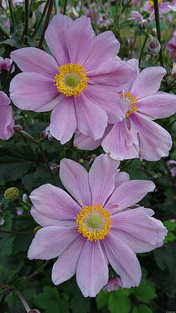 Zawilec Serenade Anemone hybrida