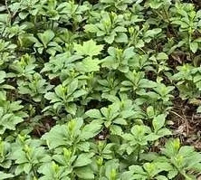 Runianka japońska Green Carpet Pachysandra Terminalis 1l