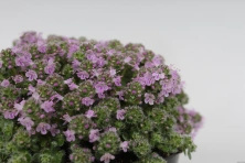 Macierzanka piaskowa Elfin Thymus Serphyllum