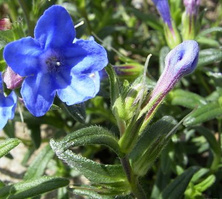 Nawrot Heavenly Blue Lithodora Diffusa