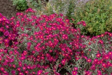 Aster nowobelgijski Crimson Brocade Aster novi-belgii 1l