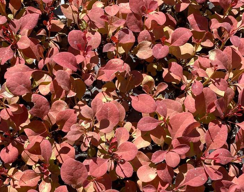Berberys Thunberga Orange Pillar Berberis Thunbergii 1l
