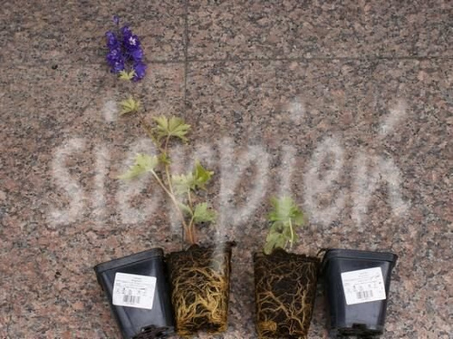 Ostróżka King Arthur Delphinium Cultorum Pacific