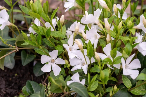 Barwinek pospolity Alba Vinca minor