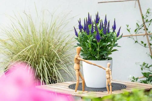 Przetacznik Lancita Blue Veronica hybrida