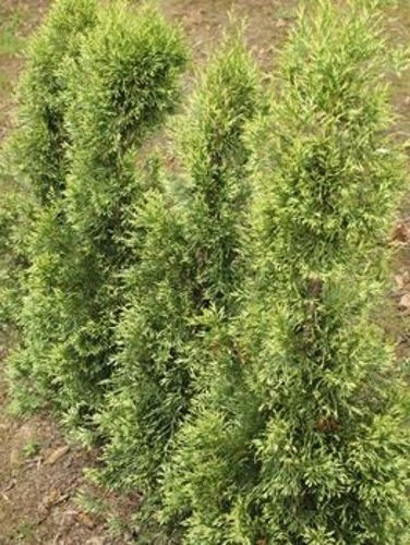 Żywotnik zachodni Smaragd Light Thuja occidentalis 1l