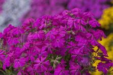 Floks Szydlasty Spring Hot Pink Phlox subulata 9