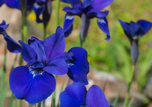 Irys Syberyjski Ego Iris Sibirica 1l