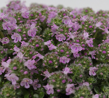 Macierzanka piaskowa Elfin Thymus Serphyllum