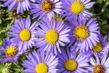 Aster October Skies Symphyotrichum oblongifolium