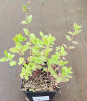Kocimiętka wielkokwiatowa Florina Nepeta grandiflora 1l