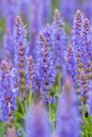 Szałwia omszona Blauhügel Salvia nemorosa