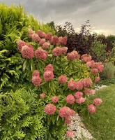 Hortensja bukietowa Vanille Fraise Hydrangea paniculata 1l