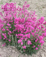 Firletka smółka Plena Lychnis Viscaria 