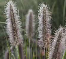 Rozplenica Japońska National Arboretum Pennisetum Alopecuroides