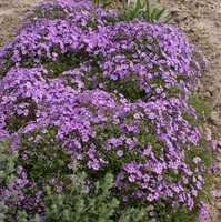 Floks szydlasty Purple Beauty Phlox subulata 9