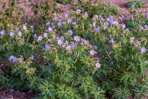 Bodziszek łąkowy Mrs Kendall Clark Geranium pratense
