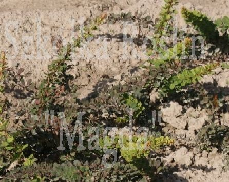 Berberys Thunberga Green Carpet Berberis Thunbergii 9 - 1l