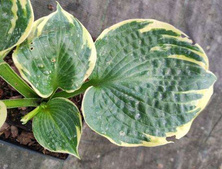 Funkia Sugar Daddy Hosta 1l
