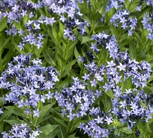 Amsonia nadreńska Blue Ice Amsonia tabernaemontana