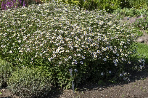 Aster letni Kalimeris wciętolistna Madiva Kalimeris incisa
