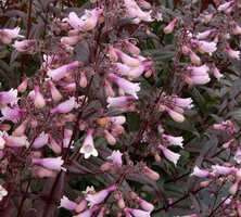Penstemon palczasty Dark Towers Penstemon digitalis 9