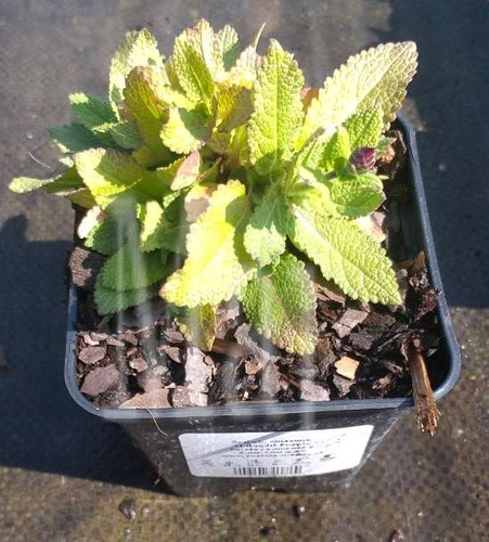 Szałwia omszona Midnight Purple Salvia nemorosa 