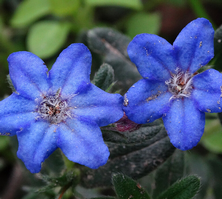 Nawrot Heavenly Blue Lithodora Diffusa