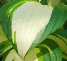 Funkia Vulcan Hosta  1l