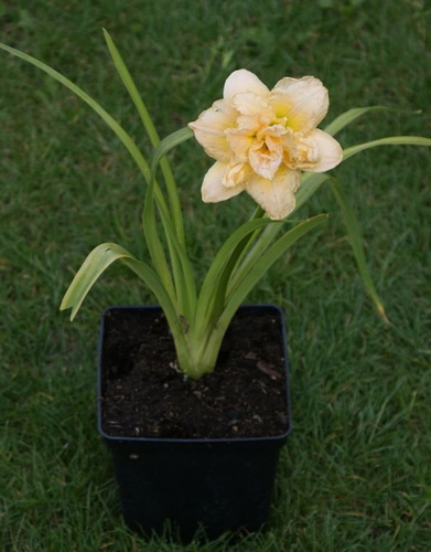 Liliowiec Schnickel Fritz Hemerocallis hybrida 1-2l