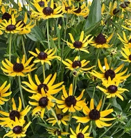 Rudbekia Błyskotliwa Sun Ka Ching Rudbeckia Fulgida