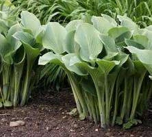 Funkia mieszanka Hosta1l