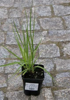 Trzęślica modra Heidezwerg Molinia caerulea 9