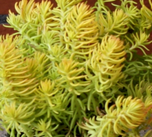 Rozchodnik nicejski Gold Sedum sediforme 9