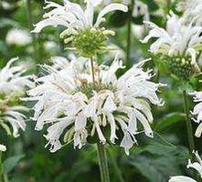 Pysznogłówka Bee-Bright Monarda 9