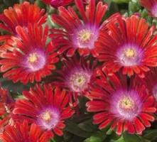 Delosperma Sundella Red Delosperma