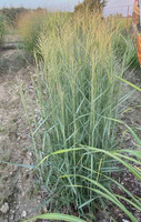 Proso Rózgowe Prairie Sky Panicum Virgatum 9