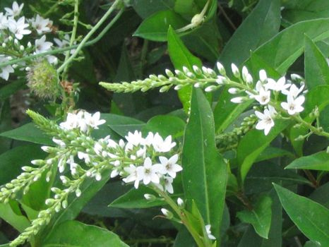 Tojeść Snow Candles Lysimachia Hybrid 9