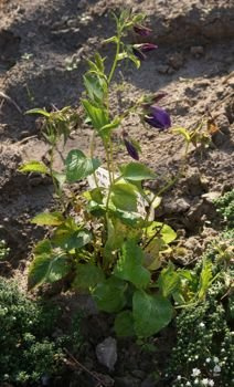 Dzwonek kopkowany Kent Belle Campanula punctata 9