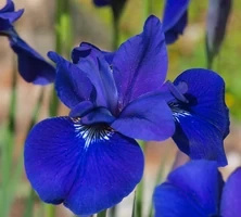 Irys Syberyjski Ego Iris Sibirica 1l