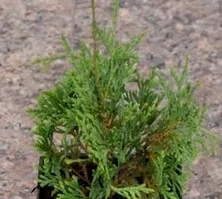 Żywotnik Zachodni Compacta Thuja Occidentalis 